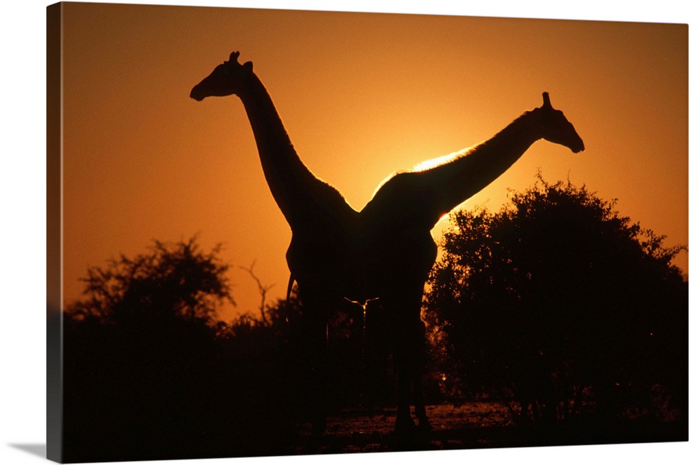 Giraffe (Giraffa camelopardalis) Pair Silhouetted at Dusk. Kruger National Park, Limpopo Province, South Africa, Africa