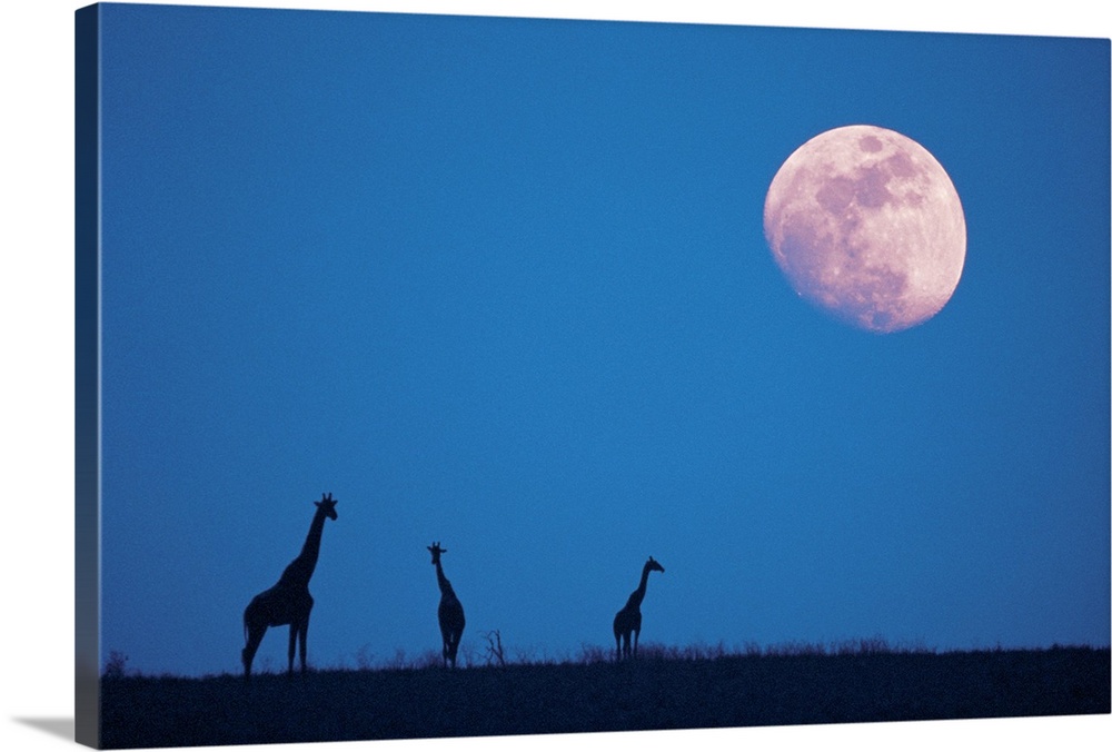 Giraffes at night with moon