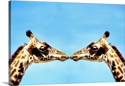 Giraffes touching noses