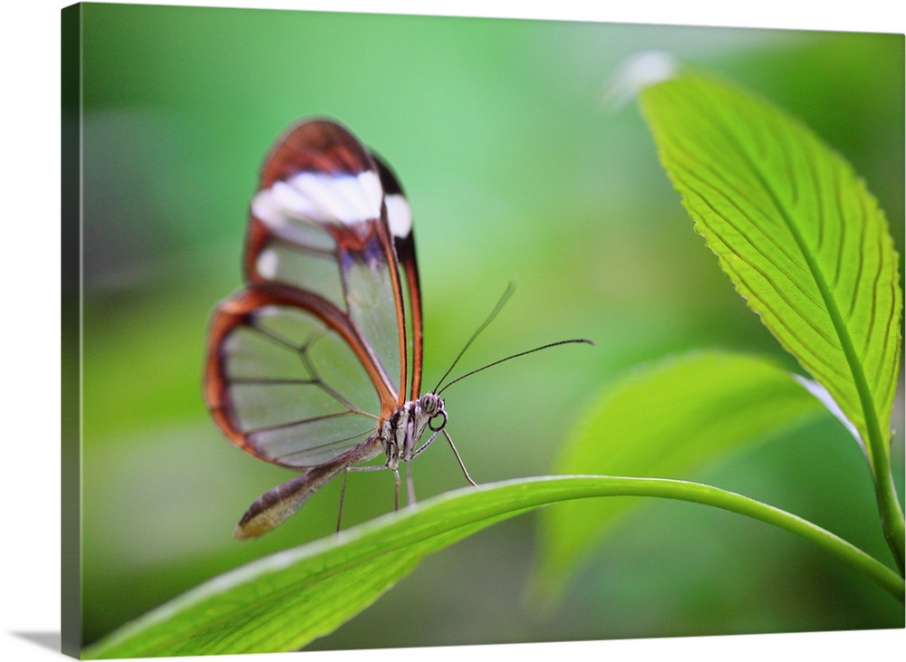 Glass wing butterfly relaxing on fresh green leaf