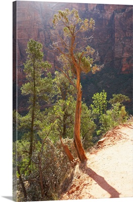 Gnarled pine trees in canyon in Sedona, Arizona