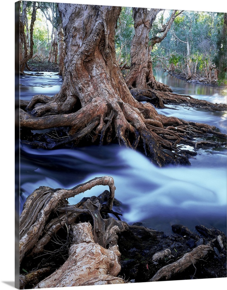gnarled roots of melalueca trees in flooded stream, great sandy desert, wa