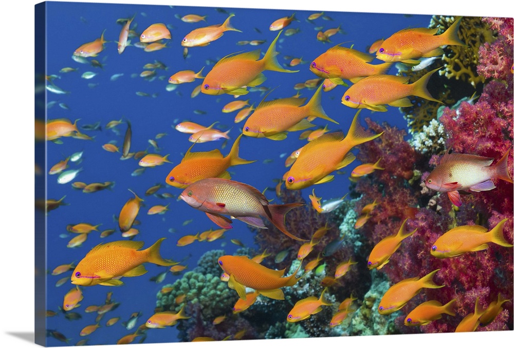 Lyretail anthias or Goldies (Pseudanthias squamipinnis) over coral reef with soft corals, feeding in the current.  Egypt, ...