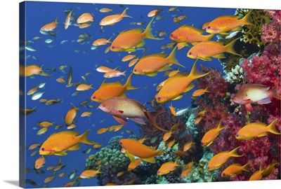 Gold fishes near the coral reef