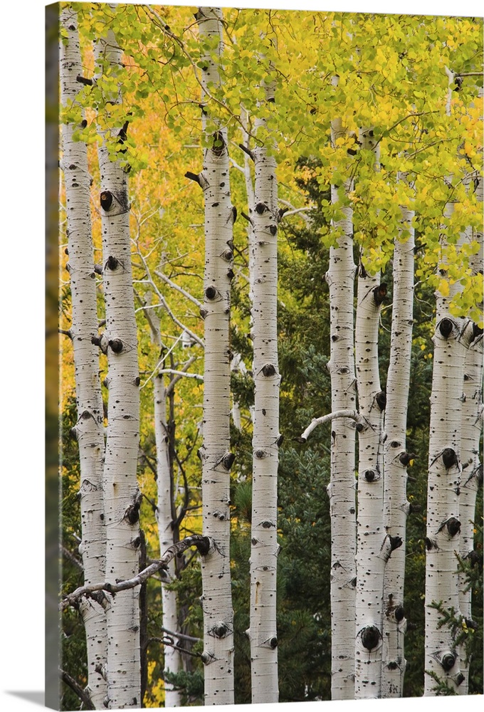 Golden aspens, Arizona