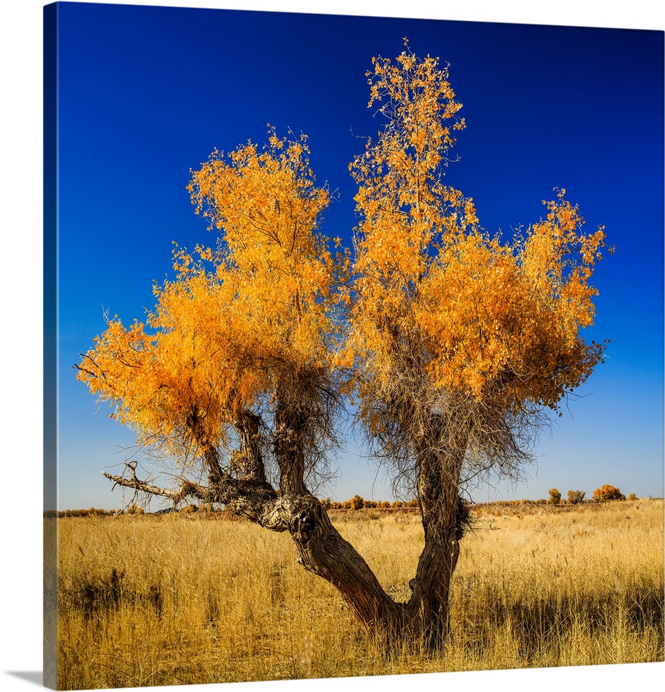 A beautiful diversifolious poplar tree, surviving in the arid Taklamakan desert. Shot in Luntai county, Xinjiang province ...