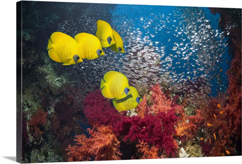 Golden butterflyfish (Chaetodon semilarvatus) swimming over coral reef with soft corals and Pygmy sweepers.  Egypt, Red Sea.