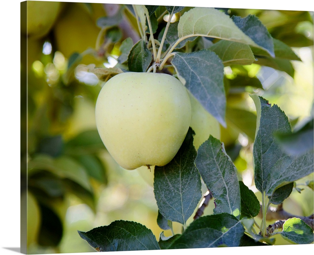 Golden Delicious apples on a tree in an orchard