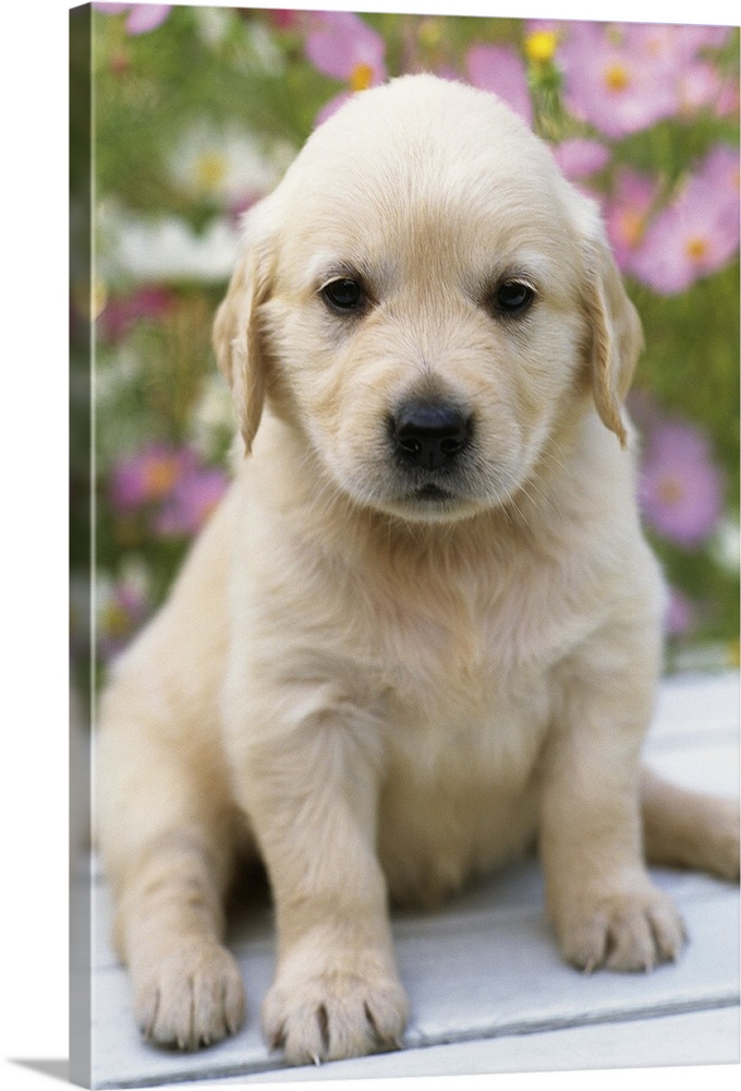 Golden Retriever; is a relatively modern and very popular breed of dog.