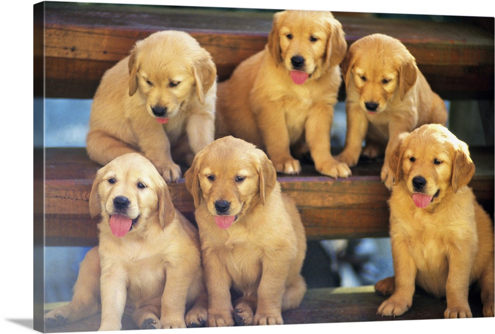 Golden Retriever; is a relatively modern and very popular breed of dog.