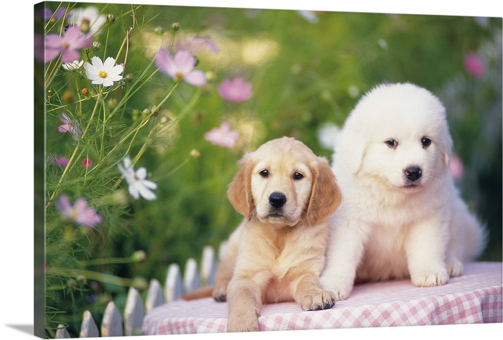 Golden Retriever; is a relatively modern and very popular breed of dog. Pyrenean Mountain Dog; also commonly known as the ...