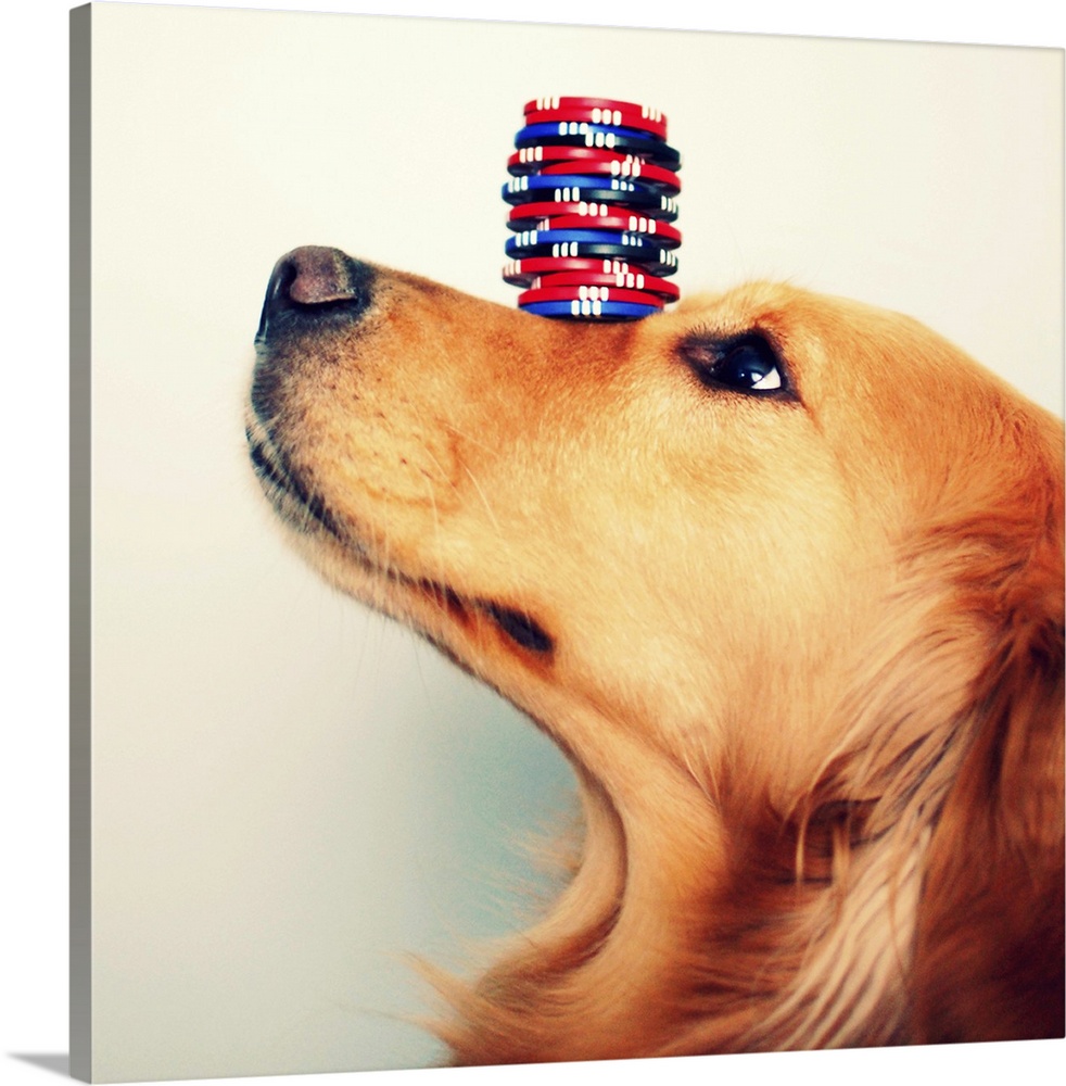 Golden retriever balancing stack of blue, red, and black poker chips on her nose.