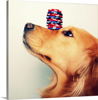 Golden retriever balancing stack of blue, red, and black poker chips on her nose.