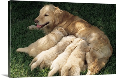 Golden retriever nursing puppies
