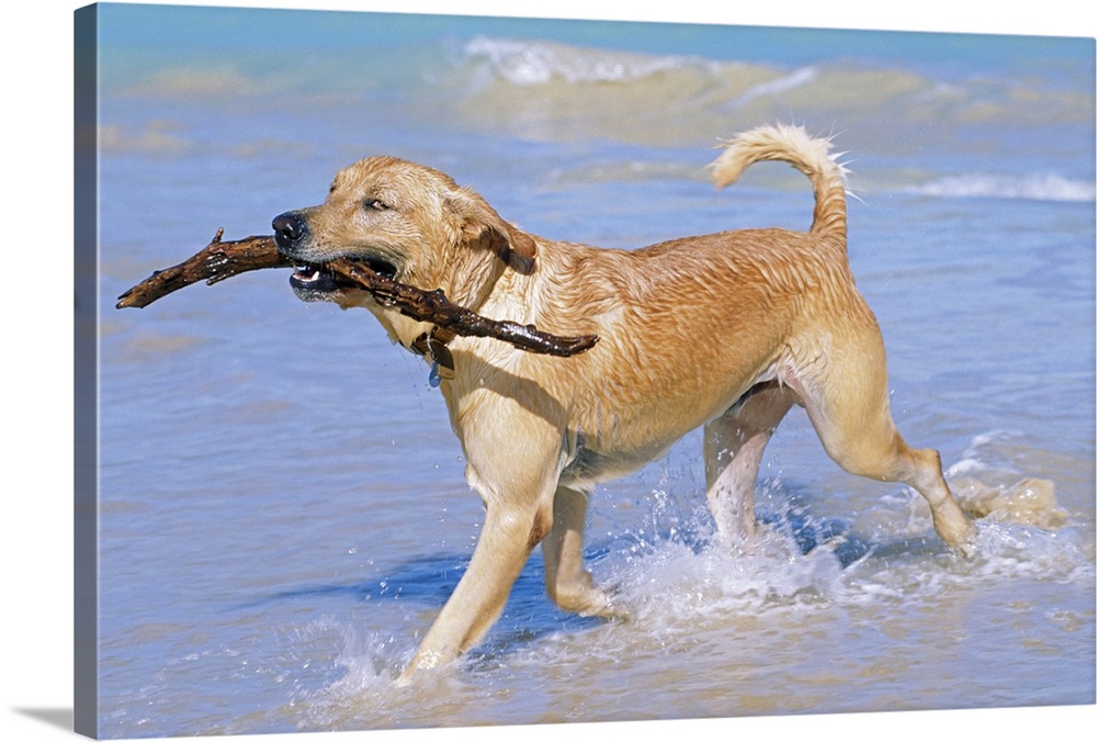 Photograph of dog running through ocean on beach with tree branch in its mouth.