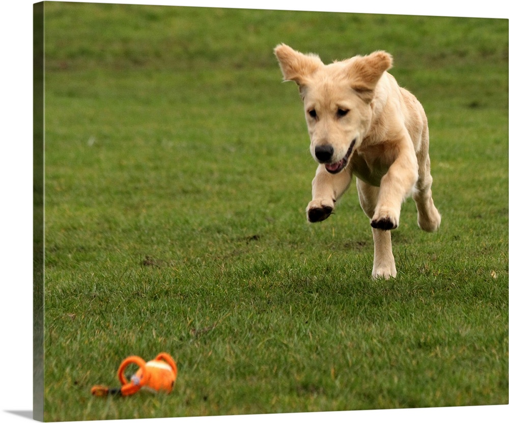 Golden Retriever puppy jumping onto his favorite ball lying on grass.
