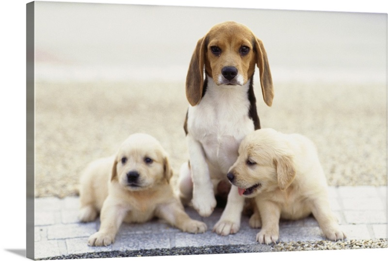 Golden Retriever puppies and Beagle Great Big Canvas
