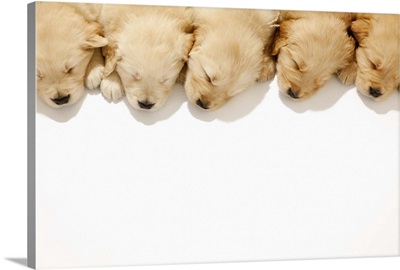 Golden Retriever puppies sleeping
