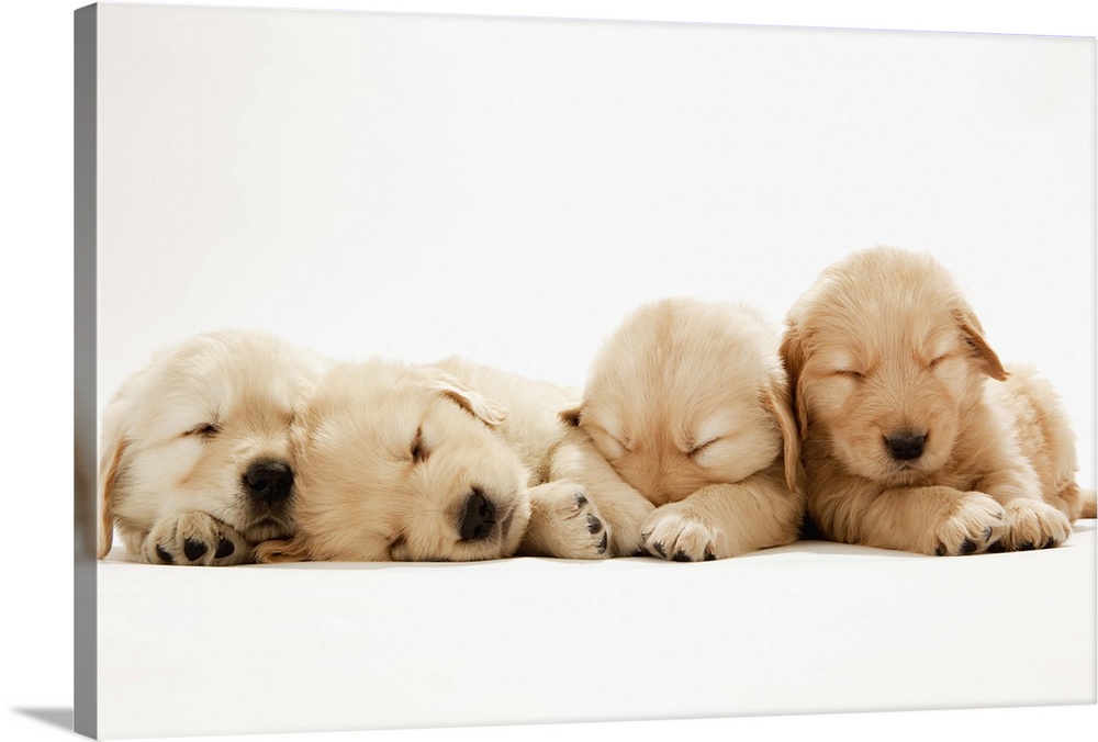 The puppies of the golden retriever