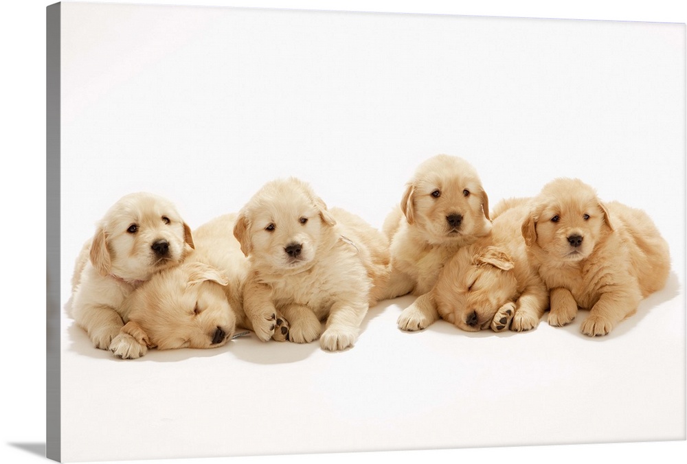 The puppies of the golden retriever