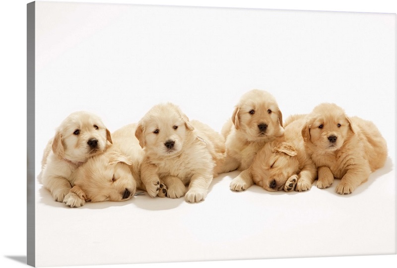 Golden Retriever puppies wide awake Wall Art, Canvas Prints, Framed ...