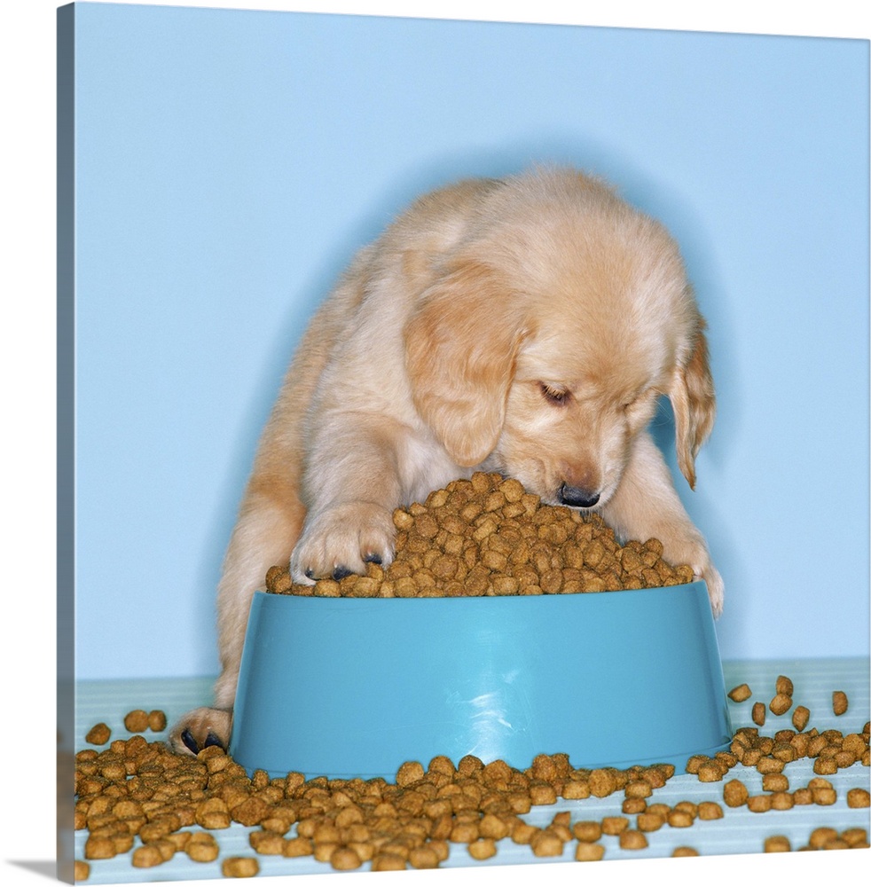 Golden retriever puppy eating dog food from an overflowing tray