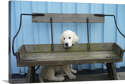 Golden retriever puppy hiding behind bench. Blue wall in background.