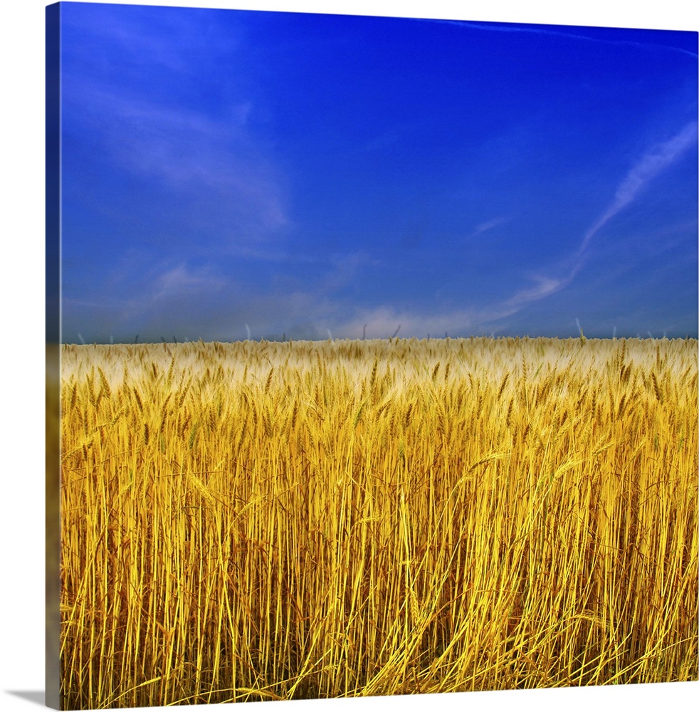 Golden Wheat field against blue sky.