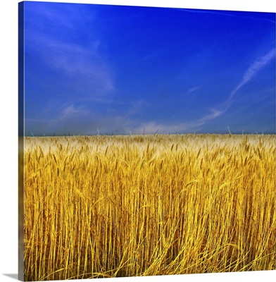 Golden Wheat field against blue sky