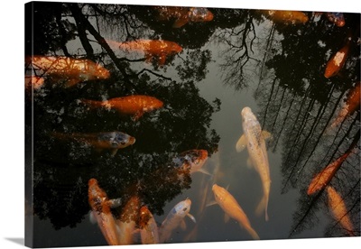 Goldfish and Carp swimming in pond