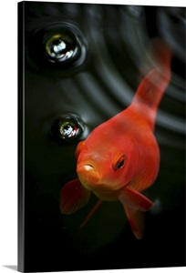Goldfish in water, Australia. image thumbnail