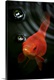image thumbnail of Golden fish in water, Australia.