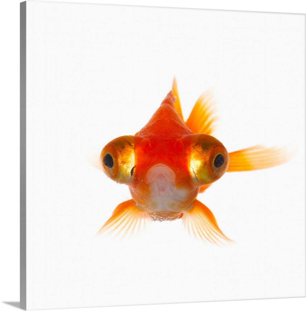 Goldfish with Big eyes