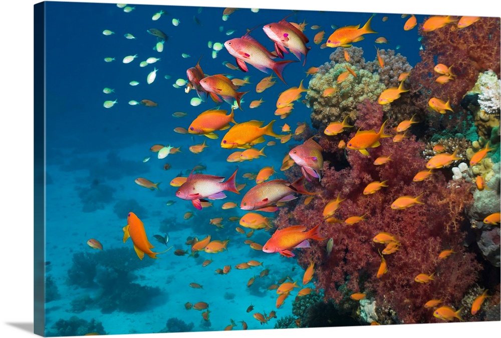 Lyretail anthias or Goldies (Pseudanthias squamipinnis) with soft corals (Dendronephthya sp).  Egypt, Red Sea.