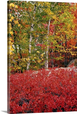 Granite fall colors, Acadia National Park, Maine