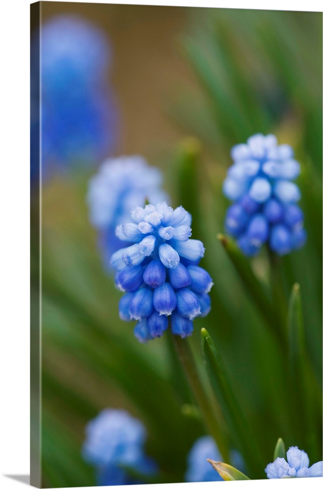 Grape Hyacinth