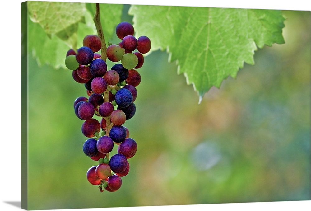Ripe grapes in vineyard of Koenigswinter.