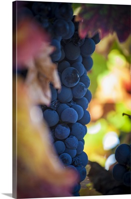Grapes for wine production, La Rioja, Spain