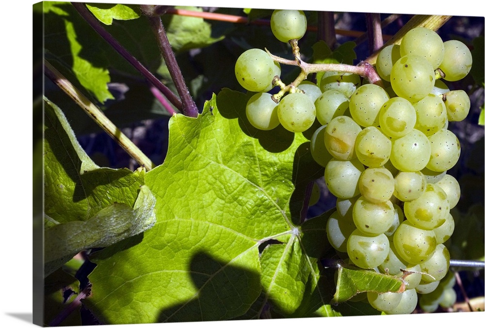 Grapes on the vine