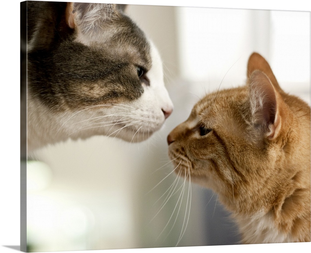 Gray and white tabby cat and an orange ginger cat nose to nose like they're going to kiss.