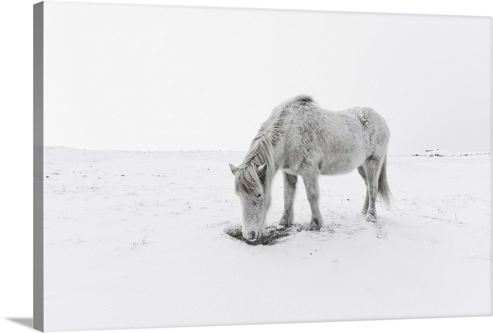 Gray horse grazing in snow.