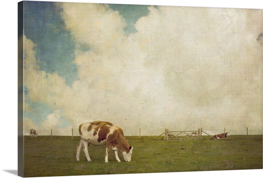 Cows at pasture on top of the Seven Sisters famous landmark white chalk cliffs.