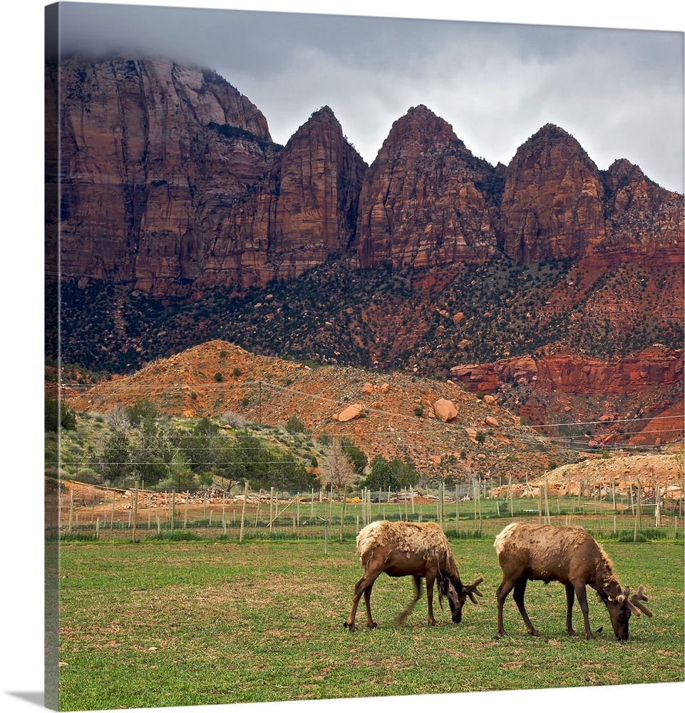 With red rock formations as backdrop, molting elk grazing in pasture at Zion Canyon Elk Ranch in Springdale, Utah.