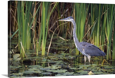 Great blue heron
