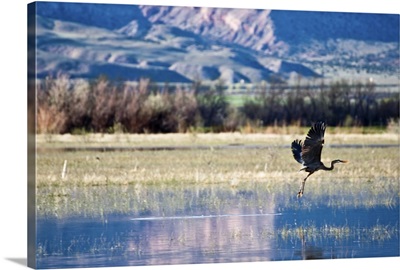 Great blue heron flies barely above flooded field.