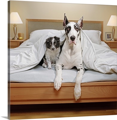Great Dane and Border Collie puppy in bed