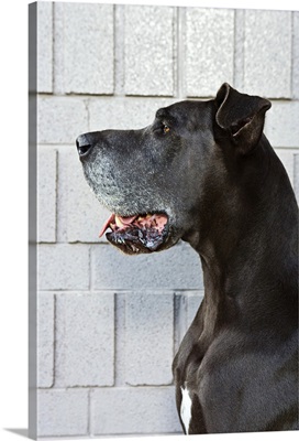 Great Dane standing against a patterned wall