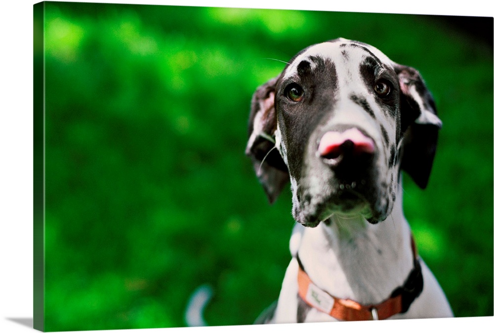 A young Great Dane sits prettily for his portrait in the grass in Tualatin, Oregon.