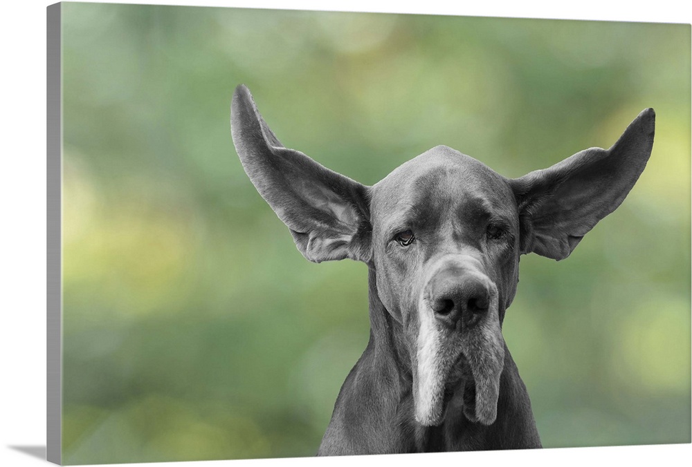 Great Dane ears flying in the wind against a background texture green bokeh