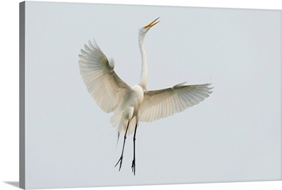 Great Egret Leaping